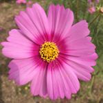 12063198_1650662745216724_886589621_a