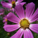 11363957_1465369190456708_730581824_a