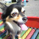 11910141_119084305108756_1958405495_a