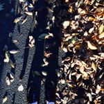 12292701_484298061756979_1841345405_a