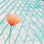 11373614_1655490541361346_632333425_a