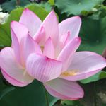 11326085_510706255754076_127118528_a