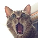 10483526_734772786568930_246734524_a