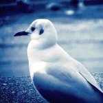 11085043_1584761265134717_1864664321_a