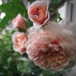 11848955_1716759671885728_1260785054_a