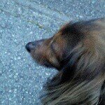 10483328_1516954115185477_315366413_a