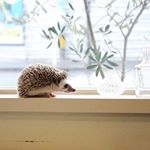 12141835_179441649063700_1174801047_a