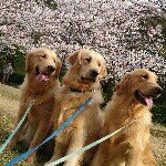 11849213_1042667879079819_1582443907_a