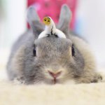 11328245_869886426393853_713922676_a