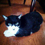 11232623_460883400747125_1902073089_a