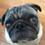 10986259_1406285473010786_1798939064_a