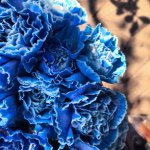 11117093_1559367584346140_1558592539_a