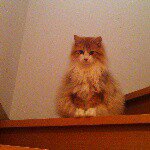 1388803_720593021391733_356189968_a