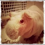 11374167_1656146441265004_1127069553_a