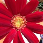 11348120_1601445440117381_539951369_a