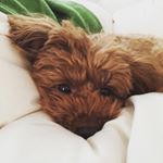 11355835_991153604240330_1870093644_a