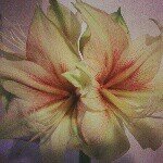 11349342_1480087425619769_1682536282_a