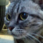 11352324_1628453374099943_1932630573_a