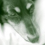 12292846_1720354791516748_1665479689_a