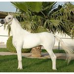 12407277_442736982587953_1293595355_a