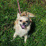 12142326_874020656045657_1667442541_a