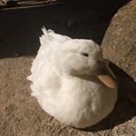 12276908_531334720380645_418957688_a