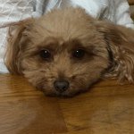 1538332_526445640822992_543866139_a