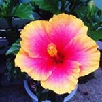 12093804_1629384340648353_1530728371_a