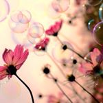 12338727_838862526236442_1351478791_a