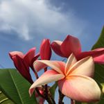 11371026_1513182185667246_303598977_a