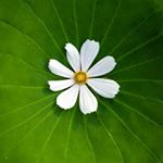 12256605_1654130004858999_1912462399_a