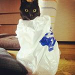 12135386_1493266737668999_734917642_a