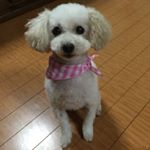 11821199_692080350925777_960298141_a