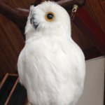 11909164_1646068698974672_1436453191_a