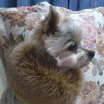 11032904_349508611923330_734190279_a