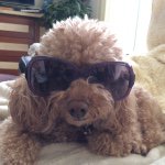 11410547_1612530215656275_1944771376_a