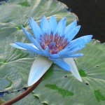 11312449_900834226629606_1103187635_a