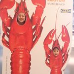 11899543_402393899958769_1786530488_a