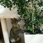 1941039_1516591495295940_1870081853_a