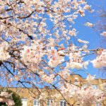 1596894_1555563994731987_375857294_a