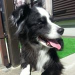 11352001_1500485760267657_1360403951_a