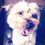 11055937_536329189840675_1812079050_a