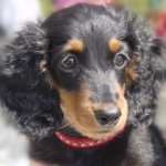 10895315_1004839422876416_1522635725_a