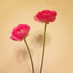 11386568_810869072353379_334037581_a