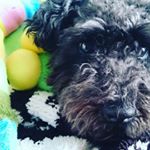 1527577_996732417032227_1261156183_a