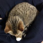 10963917_1446879302268840_1166384994_a