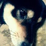 12132902_764092767053640_554710844_a