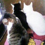 10919192_1540991242823602_1986956168_a