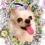 10608154_1466779890268207_170455936_a