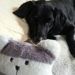 10523524_253631061506034_982142411_a